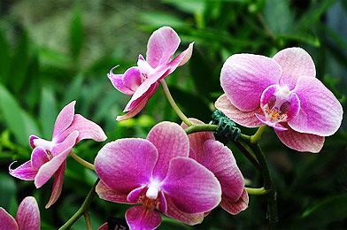 Orchideen