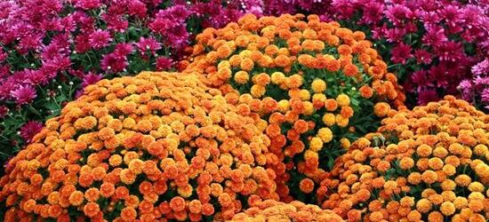 großblumige Chrysanthemen 